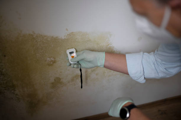 Mold Removal and Inspection in Muldrow, OK