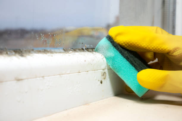 Office Mold Removal Services in Muldrow, OK