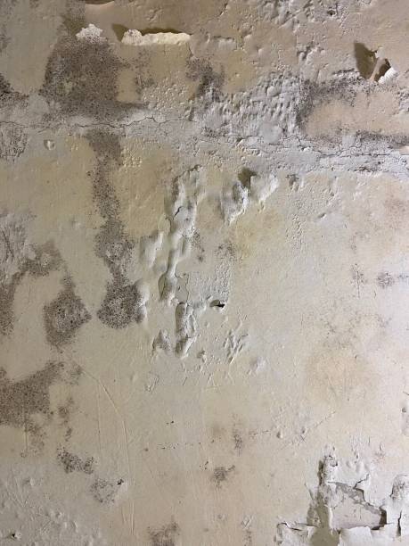 Best Certified Mold Removal  in Muldrow, OK