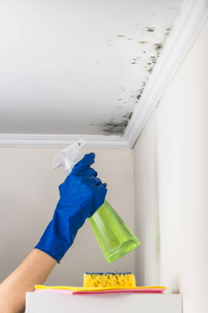 Best Mold Removal Near Me  in Muldrow, OK